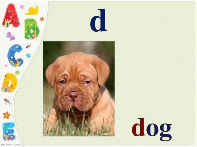 d d og 