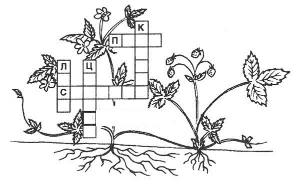 Трава сканворд. Органы растений 6 класс биология кроссворд. Биология кроссворд органы цветковых растений 6 класс. Части растений задания для дошкольников. Части растений раскраска.