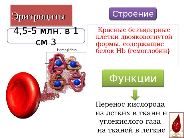 Кровь состав свойства и функции презентация