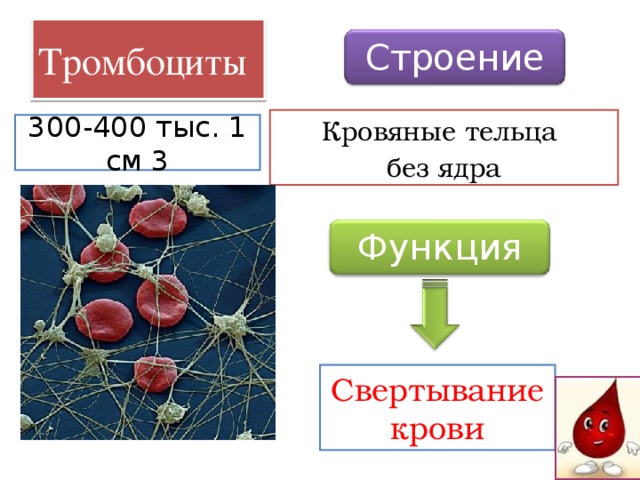 Без ядра