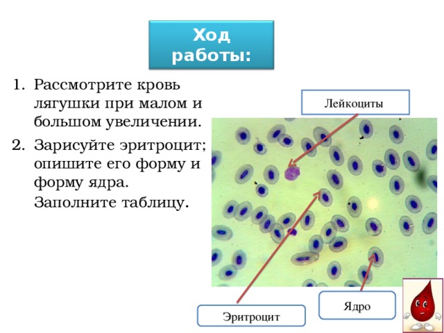 Укажите какой цифрой на рисунке обозначены эритроциты лягушки а какой эритроциты человека