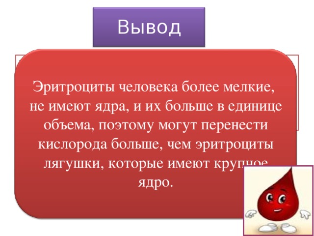 Чем отличаются эритроциты. Преимущества эритроцитов человека. Вывод эритроциты человека. Преимущества которые имеет эритроцит человека. Вывод чем эритроцит человека отличается от эритроцита лягушки.