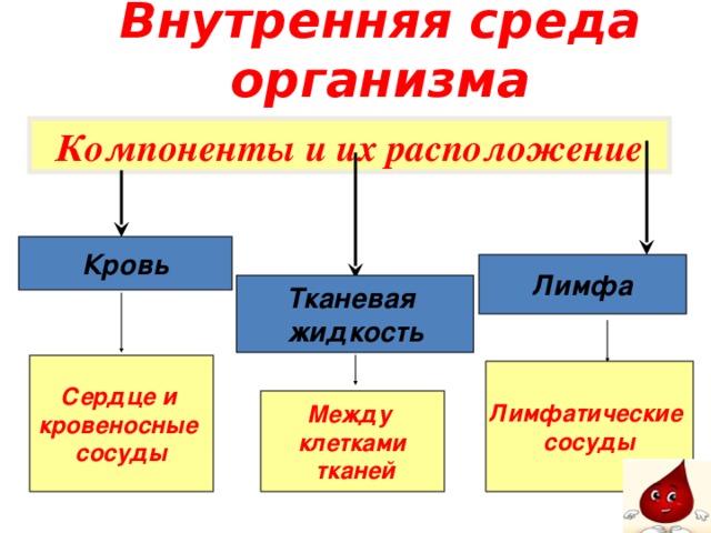 Компоненты внутренней среды. Компоненты внутренней среды человека. Компоненты внутренней среды организма схема. Внутренняя среда организма состав крови. Кровь внутренняя среда организма схема.