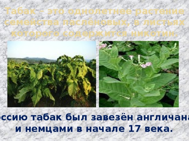 Табак – это однолетнее растение семейства паслёновых, в листьях которого содержится никотин. В Россию табак был завезён англичанами  и немцами в начале 17 века. 