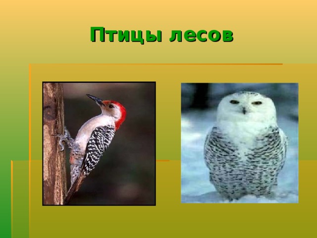 Птицы лесов 