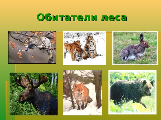 Обитатели леса 