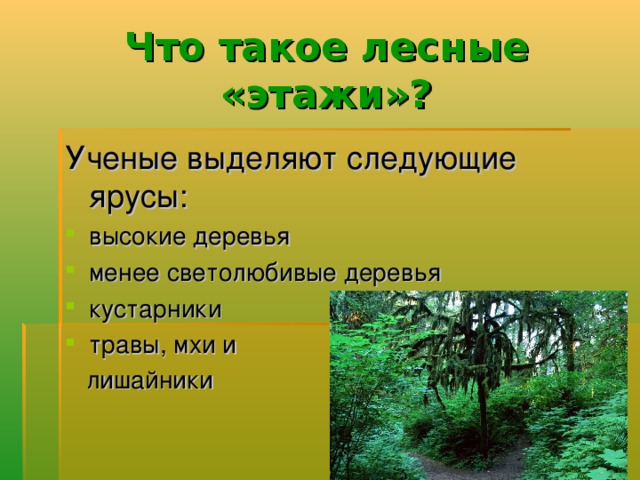 Что такое лесные «этажи»? Ученые выделяют следующие ярусы: высокие деревья менее светолюбивые деревья кустарники травы, мхи и  лишайники  