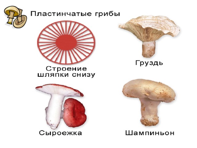 Отметь рисунки на которых представлены пластинчатые грибы