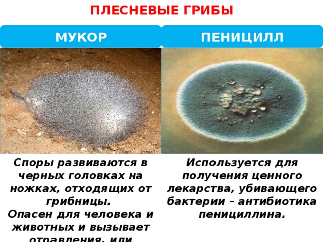 К прокариотам относится мукор малярийный плазмодий