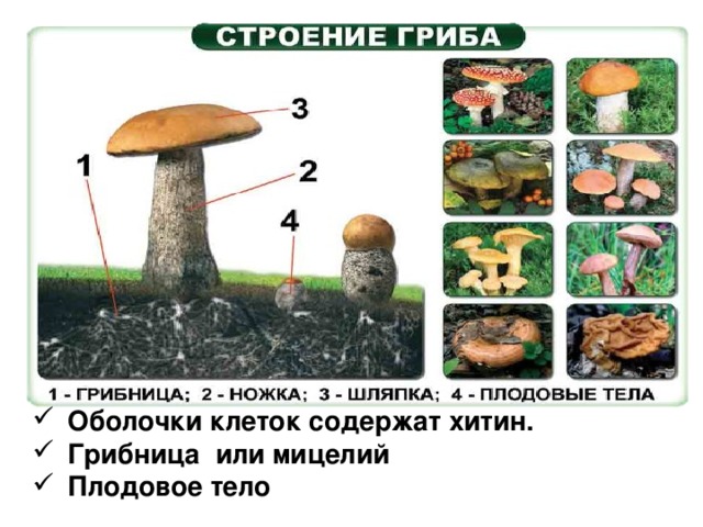 Имеет плодовое тело имеет конкурентные. Грибница и плодовое тело. Строение грибов 5 класс биология хитин. Размеры тела гриба. Плодовые тела гриба основных отделов.