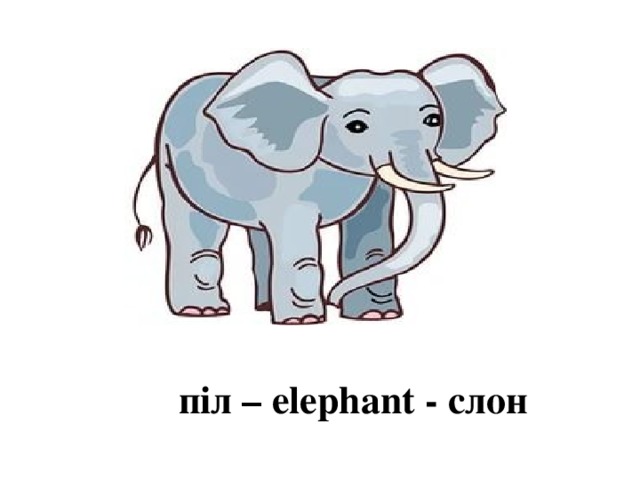 піл – elephant - слон 