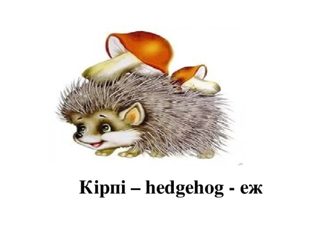 Кірпі – hedgehog - еж 