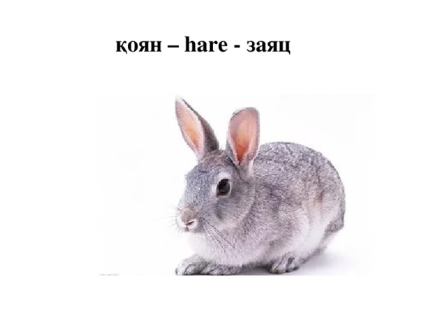 қоян – hare - заяц 