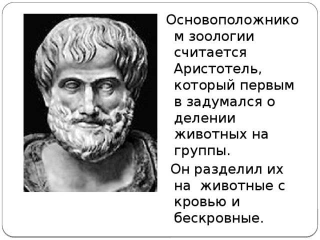 Основоположником зоологии считается Аристотель, который первым в задумался о делении животных на группы.  Он разделил их на животные с кровью и бескровные. 