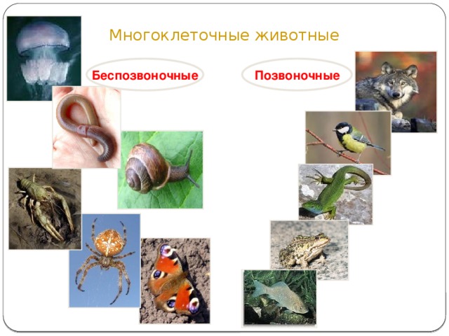 Позвоночные и беспозвоночные животные 3 класс презентация