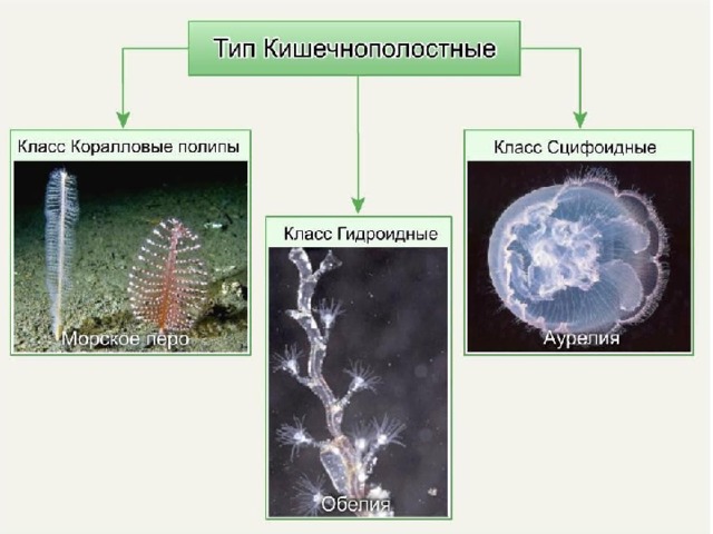 ТИП КИШЕЧНОПОЛОСТНЫЕ 