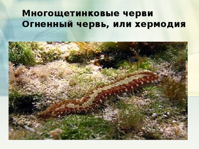 Многощетинковые черви  Огненный червь, или хермодия 