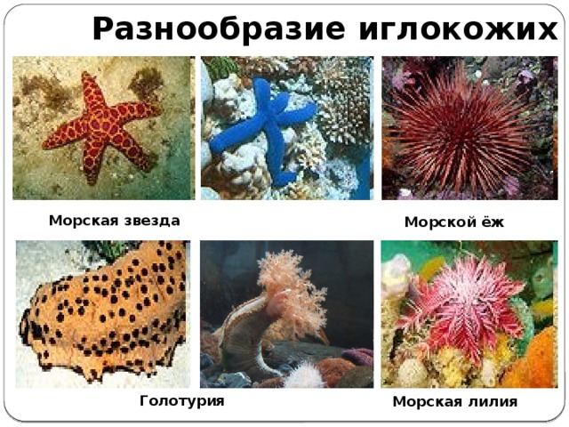 Разнообразие иглокожих Морская звезда Морской ёж Голотурия Морская лилия 