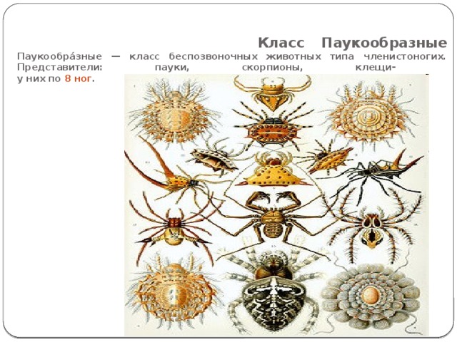  Класс Паукообразные  Паукообра́зные — класс беспозвоночных животных типа членистоногих. Представители: пауки, скорпионы, клещи-  у них по 8 ног . 