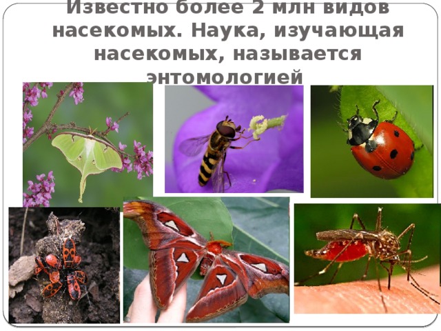 Известно более 2 млн видов насекомых. Наука, изучающая насекомых, называется энтомологией 