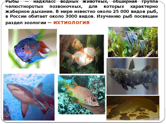 Рыбы  — надкласс водных животных, обширная группа челюстноротых позвоночных, для которых характерно жаберное дыхание. В мире известно около 25 000 видов рыб, в России обитает около 3000 видов. Изучению рыб посвящен раздел зоологии — ихтиология 