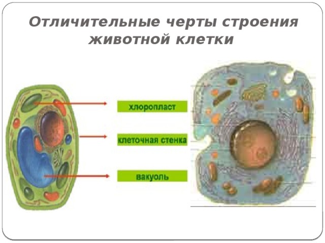Отличительные черты строения животной клетки 