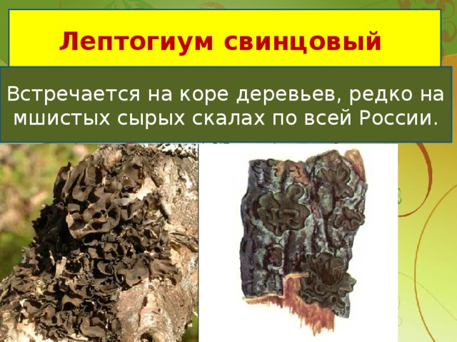 Лептогиум свинцовый   Встречается на коре деревьев, редко на мшистых сырых скалах по всей России. 