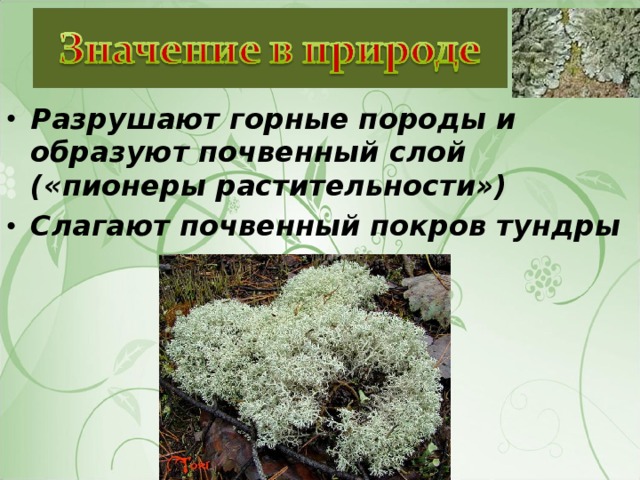 Разрушают горные породы и образуют почвенный слой («пионеры растительности») Слагают почвенный покров тундры 