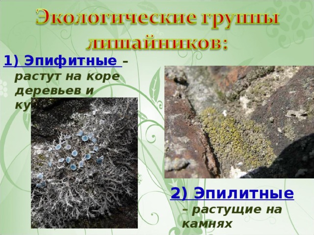 1) Эпифитные – растут на коре деревьев и кустарников 2) Эпилитные  – растущие на камнях 