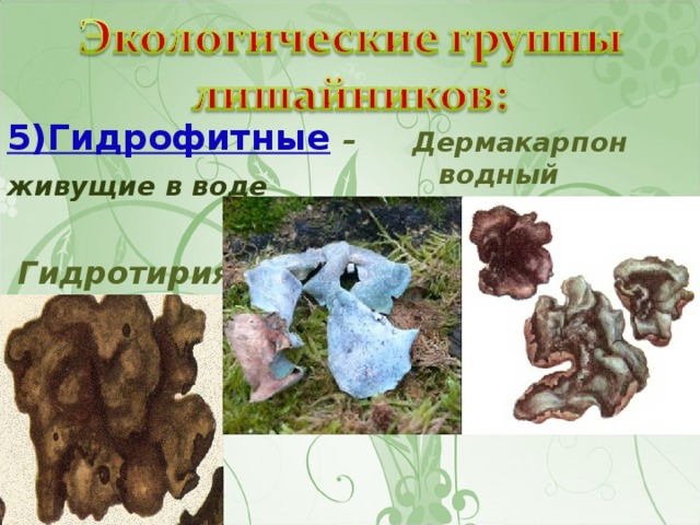 5)Гидрофитные  – живущие в воде    Гидротирия  Дермакарпон водный 