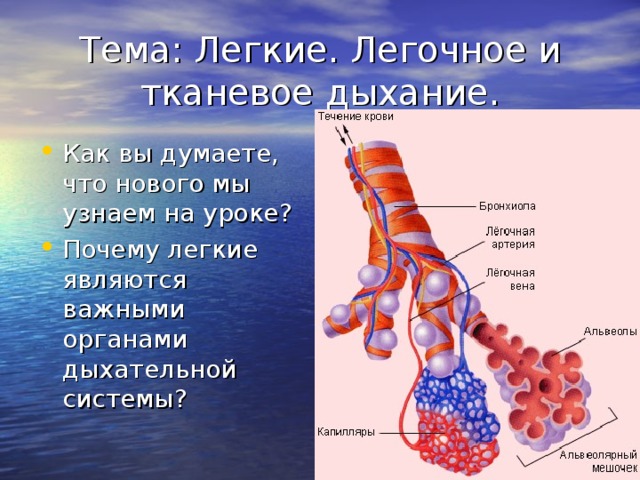 Легочное и тканевое дыхание. Легкие легочное и тканевое дыхание. Леггчноеии тканевое дыхание. Легочное и тканевое дыхание схема. Что такое лёгочное дыхание и тканевое дыхание.