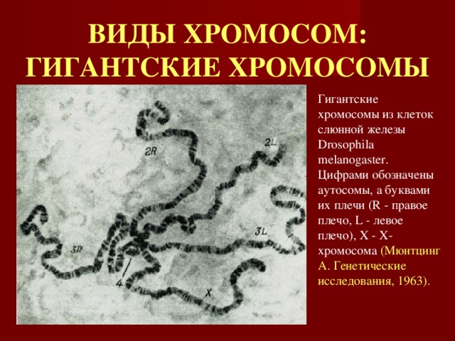 ВИДЫ ХРОМОСОМ:  ГИГАНТСКИЕ ХРОМОСОМЫ Гигантские хромосомы из клеток слюнной железы Drosophila melanogaster.  Цифрами обозначены аутосомы, а буквами их плечи (R - правое плечо, L - левое плечо), X - X-хромосома (Мюнтцинг А. Генетические исследования, 1963). 