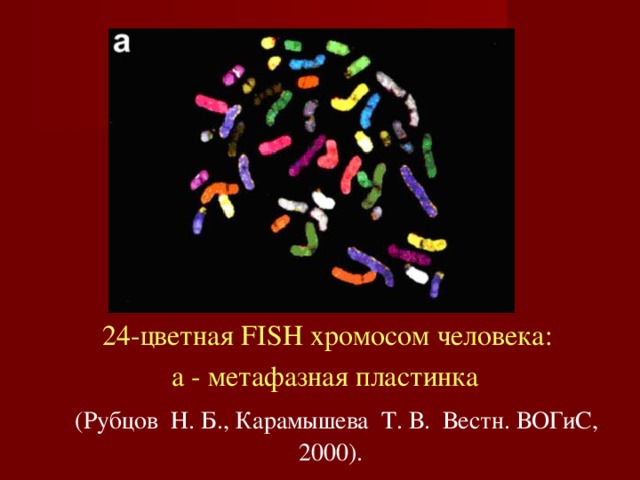 24-цветная FISH хромосом человека:  a - метафазная пластинка    (Рубцов  Н. Б., Карамышева  Т. В.  Вестн. ВОГиС, 2000). 