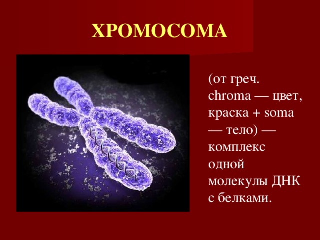 ХРОМОСОМА (от греч. chroma — цвет, краска + soma — тело) — комплекс одной молекулы ДНК с белками. 