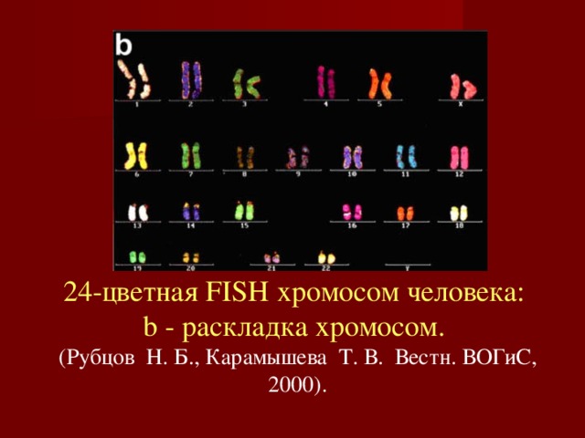 24-цветная FISH хромосом человека:  b - pаскладка хромосом.  (Рубцов  Н. Б., Карамышева  Т. В.  Вестн. ВОГиС, 2000). 