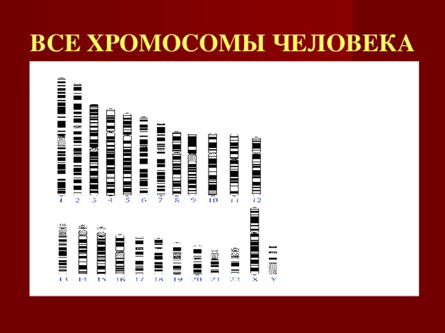 ВСЕ ХРОМОСОМЫ ЧЕЛОВЕКА 