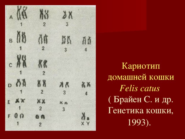 Кариотип домашней кошки  Felis catus   ( Брайен С. и др. Генетика кошки, 1993).  