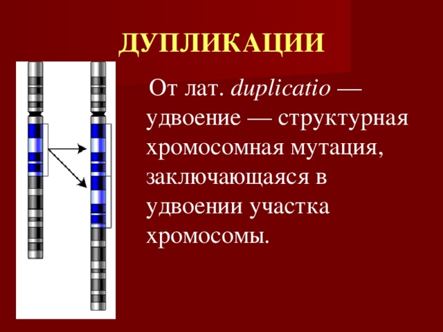 ДУПЛИКАЦИИ  От лат. duplicatio — удвоение — структурная хромосомная мутация, заключающаяся в удвоении участка хромосомы. 