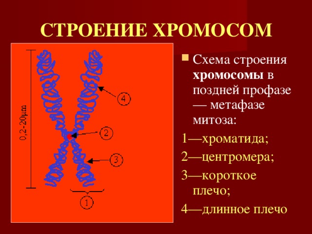 СТРОЕНИЕ ХРОМОСОМ Схема строения хромосомы в поздней профазе — метафазе митоза: 1—хроматида; 2—центромера; 3—короткое плечо; 4—длинное плечо  