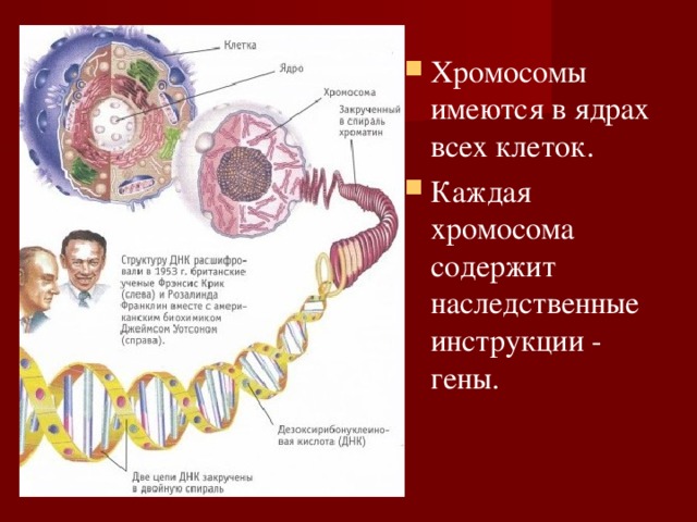 Хромосомы имеются в ядрах всех клеток. Каждая хромосома содержит наследственные инструкции - гены. 
