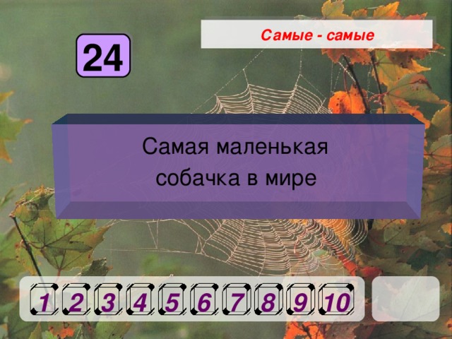 Самые - самые 24 Самая маленькая собачка в мире  1 2 3 4 5 6 7 8 9 10 