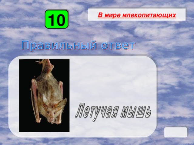 В мире млекопитающих 10 