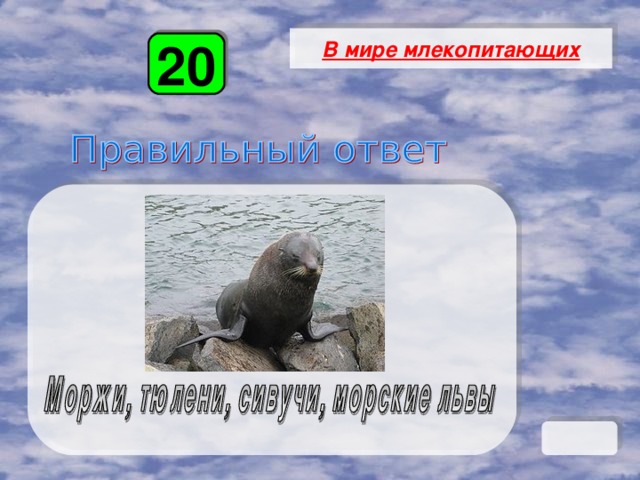 В мире млекопитающих 20 