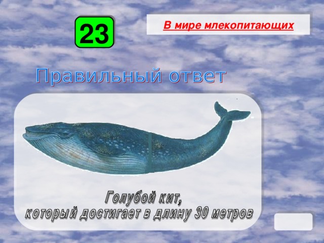 В мире млекопитающих 23 