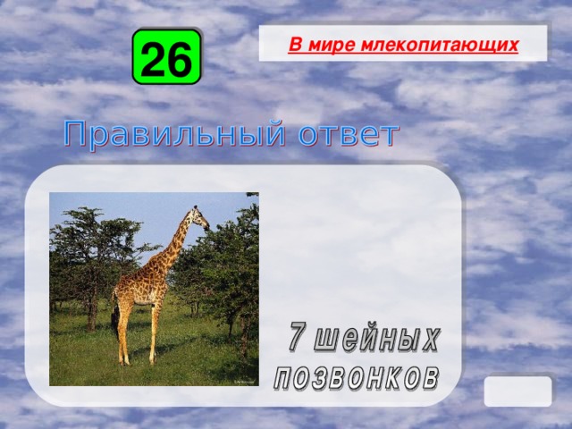 В мире млекопитающих 26 