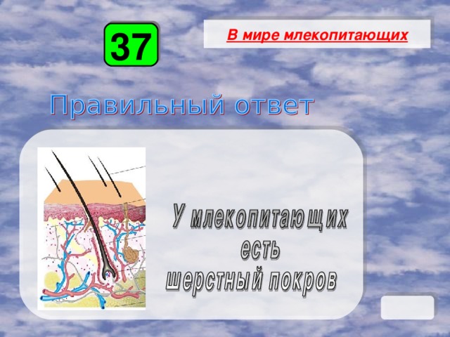 В мире млекопитающих 37 