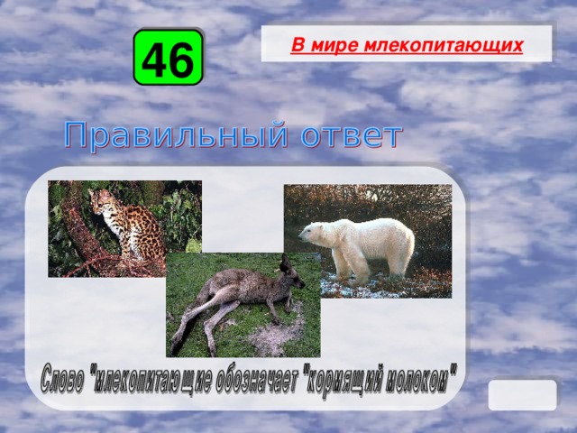 В мире млекопитающих 46 