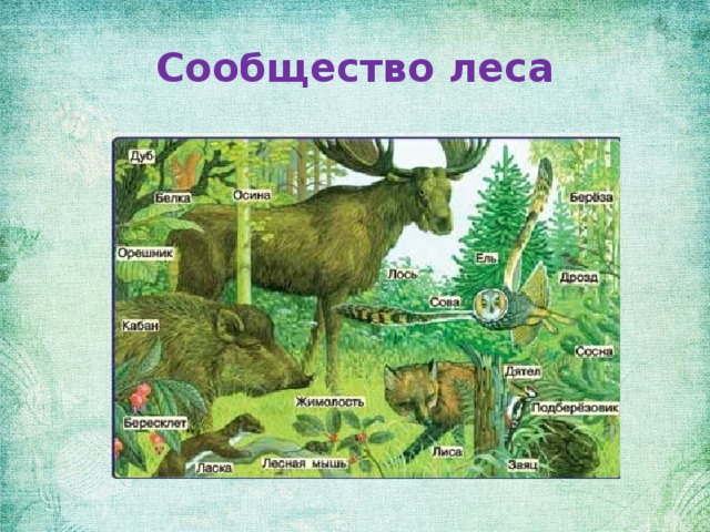 Характеристика лесного сообщества 4 класс по плану окружающий мир по плану