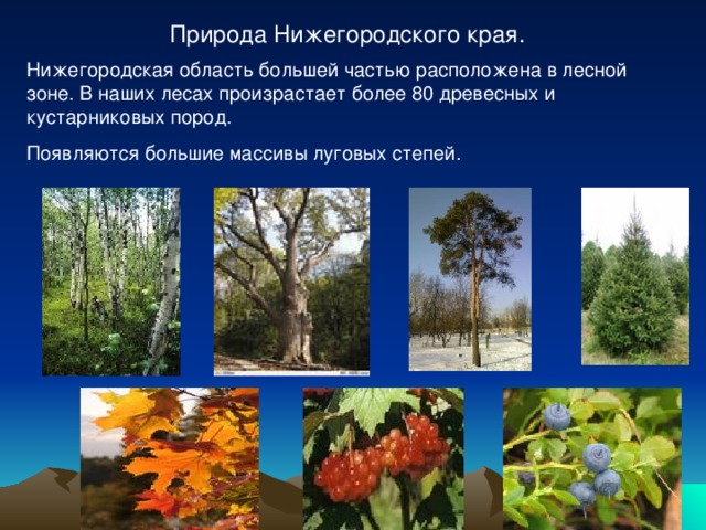  Природа Нижегородского края. Нижегородская область большей частью расположена в лесной зоне. В наших лесах произрастает более 80 древесных и кустарниковых пород. Появляются большие массивы луговых степей. 
