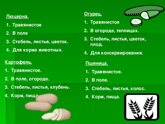 Огурец. Травянистое В огороде, теплицах. Стебель, листья, цветок, плод. Для консервирования. Люцерна. Травянистое В поле Стебель, листья, цветок. Для корма животных. Картофель. Травянистое. В поле, огороде. Стебель, листья, клубень. Корм, пища. Пшеница.